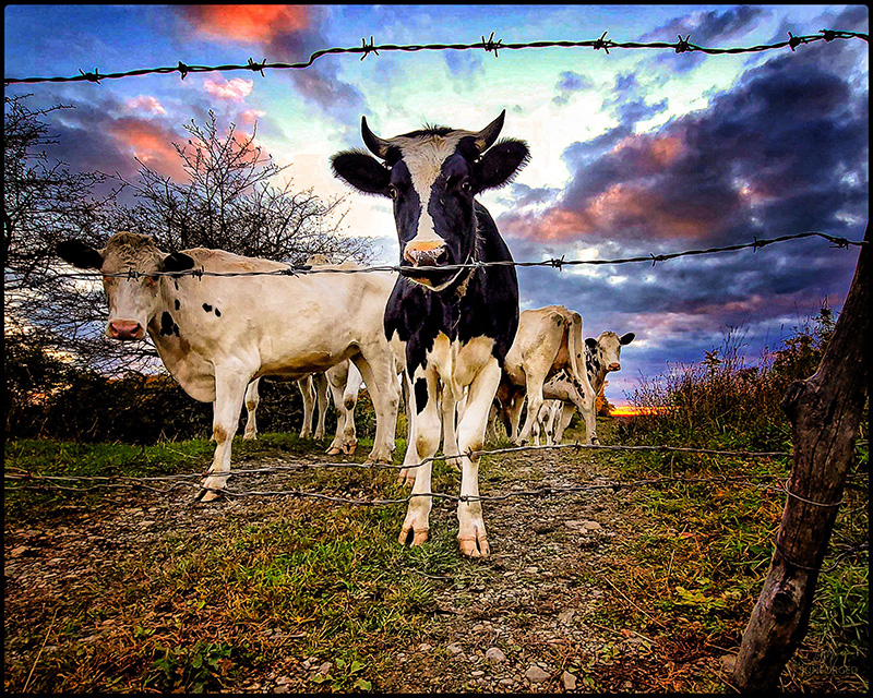 Homer NY Cow Sunset — Preble